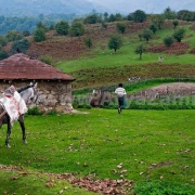 چلاو کجاست